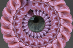 Kranzauge